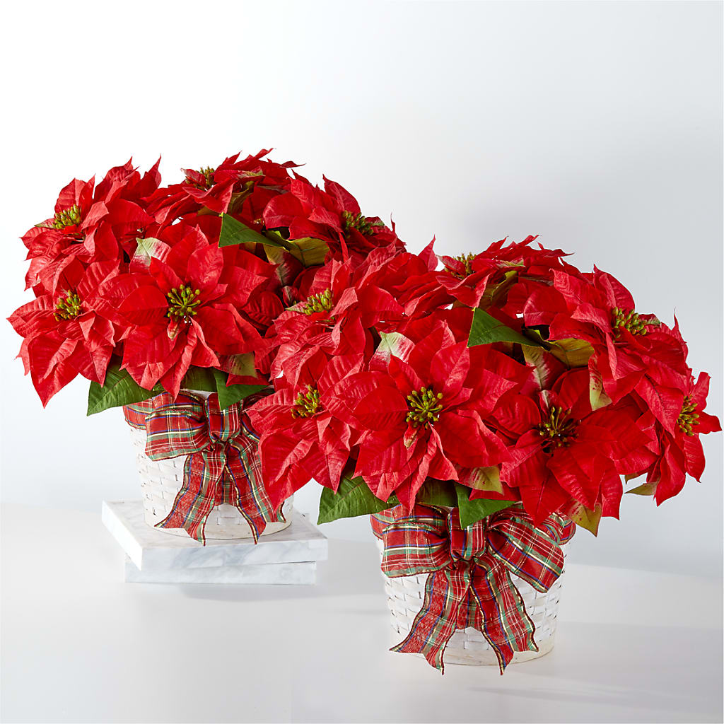 Happiest Holidays Poinsettia Bundle – Jazmin Flowers, Chicago IL