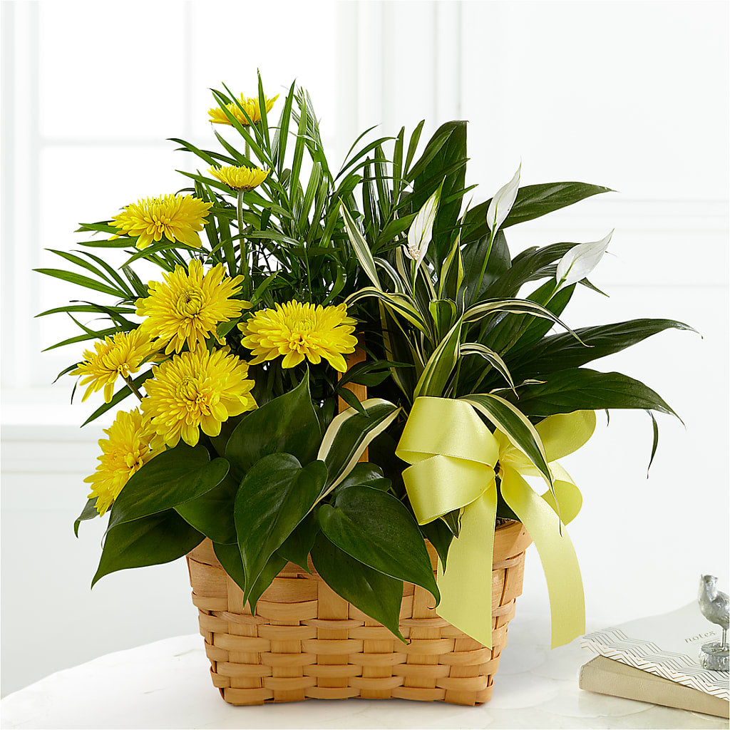 Loving Light Dishgarden – Jazmin Flowers, Chicago IL