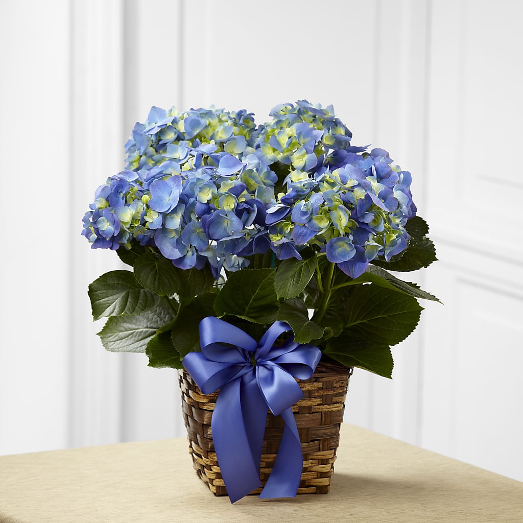 Blue Hydrangea Planter – Jazmin Flowers, Chicago IL