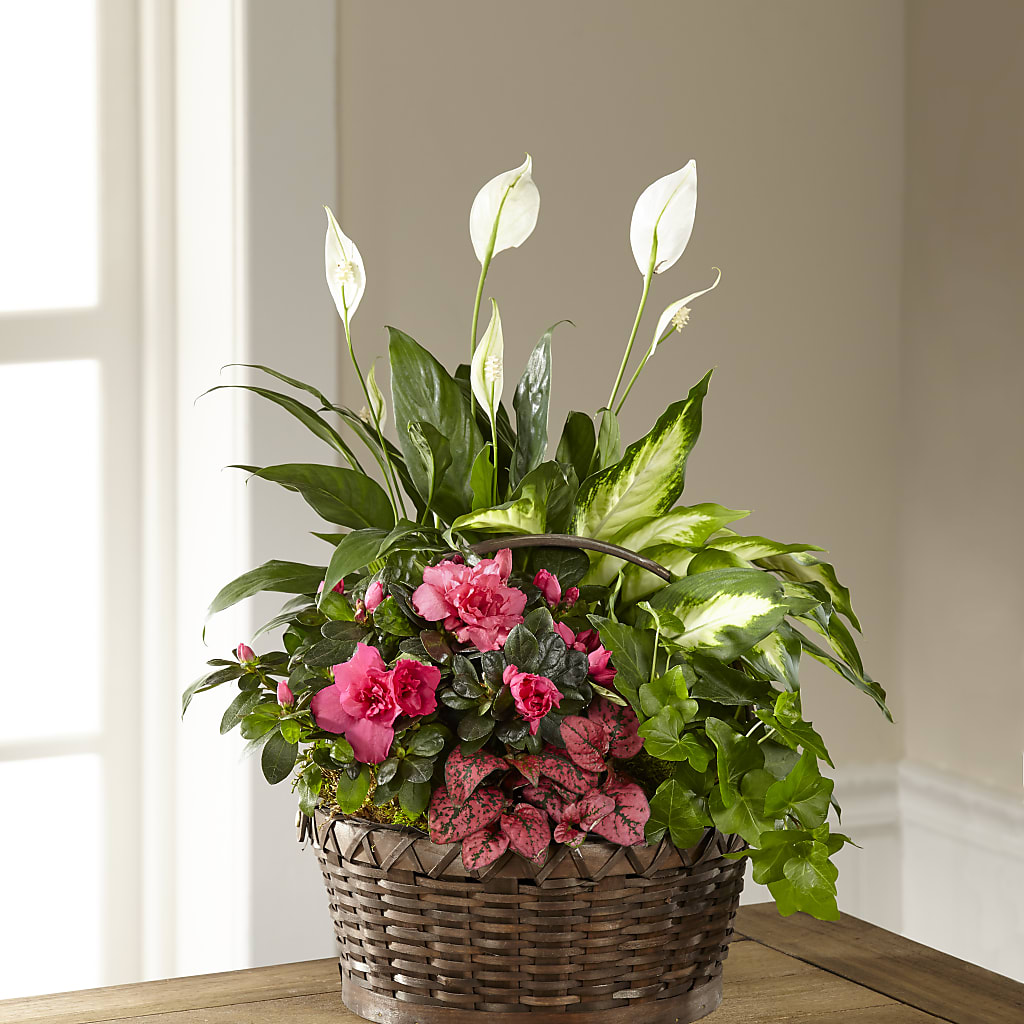 Dream in Pink Dishgarden – Jazmin Flowers, Chicago IL