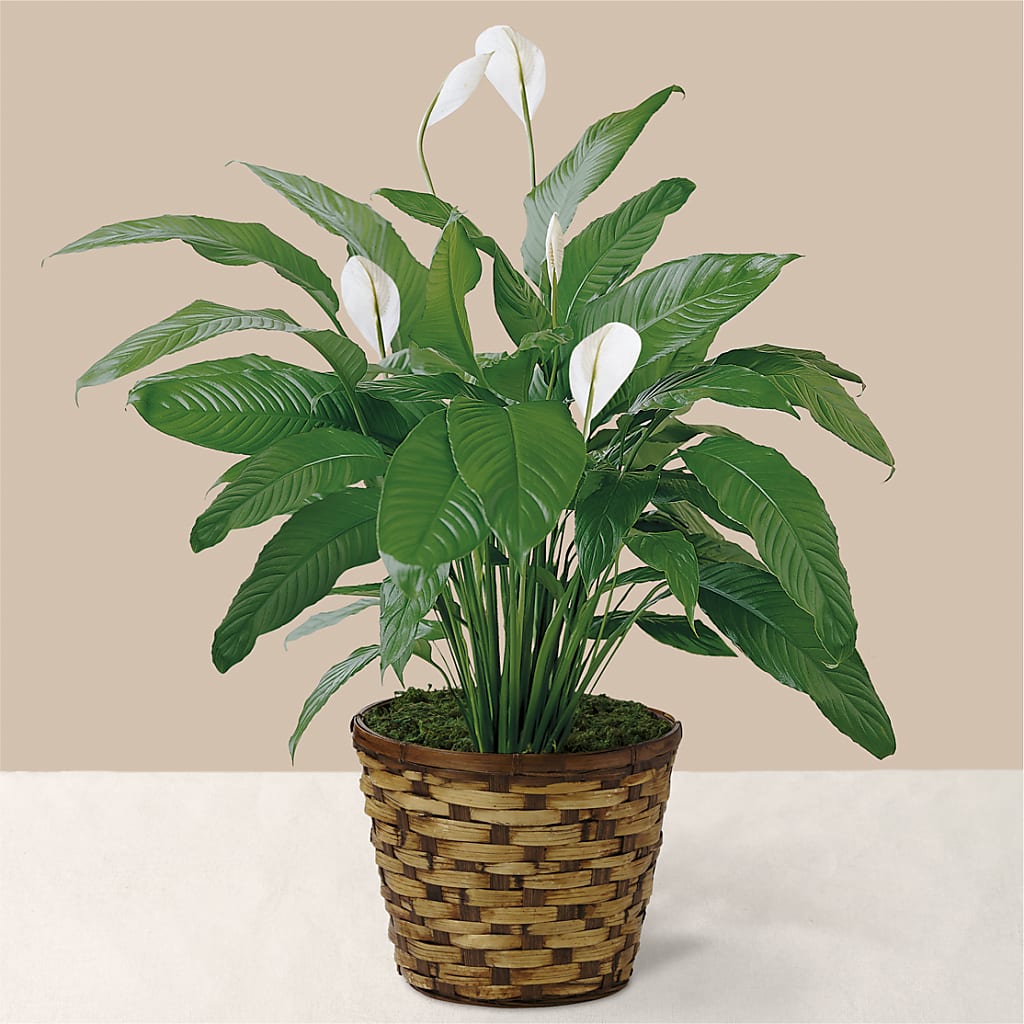 Tranquil Moments Peace Lily Plant – Jazmin Flowers, Chicago IL