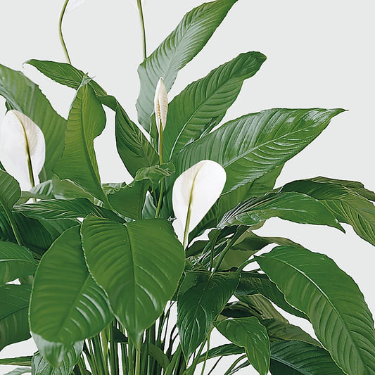 Tranquil Moments Peace Lily Plant – Jazmin Flowers, Chicago IL