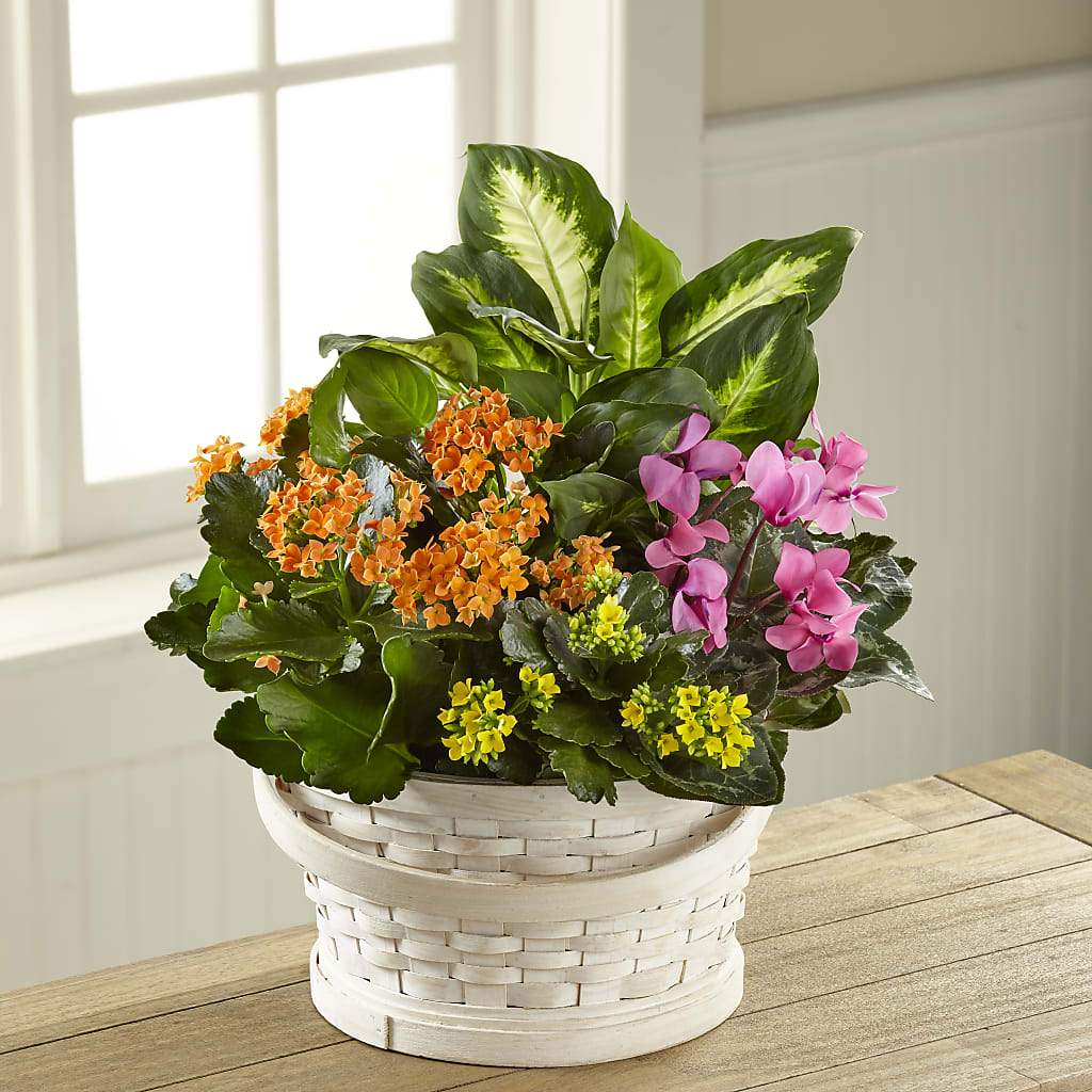 Color Crush Dishgarden – Jazmin Flowers, Chicago IL