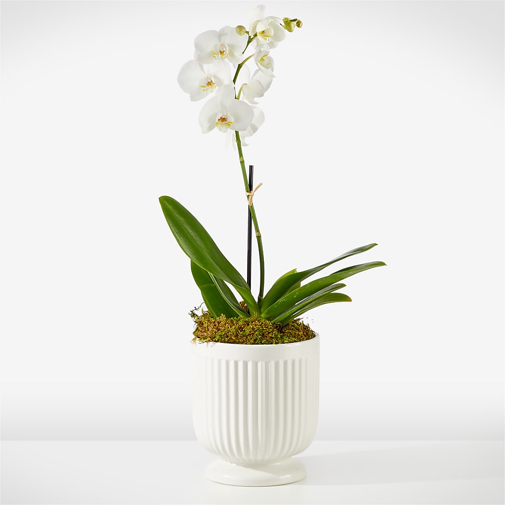 Whispering White Orchid – Jazmin Flowers, Chicago IL