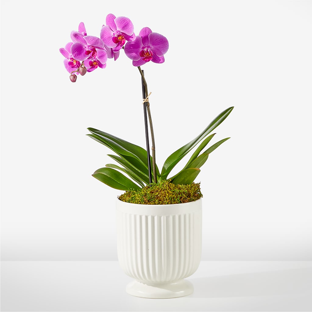 Friendly Fuchsia Orchid – Jazmin Flowers, Chicago IL