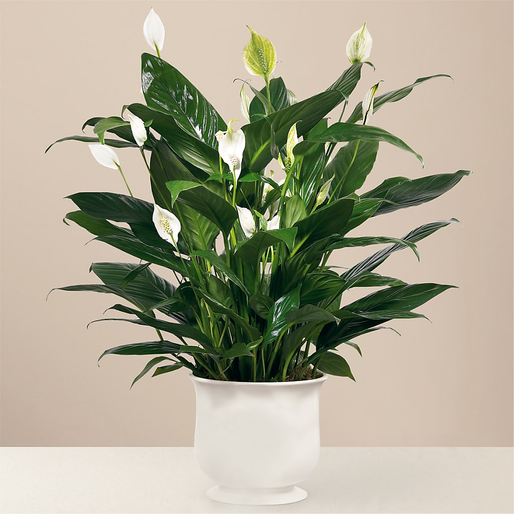 Comfort Planter – Jazmin Flowers, Chicago IL