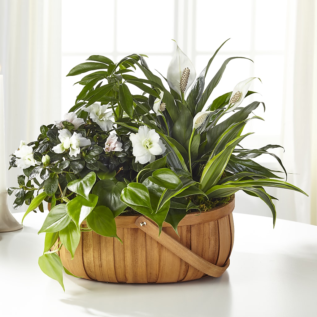 Serene Dishgarden – Jazmin Flowers, Chicago IL