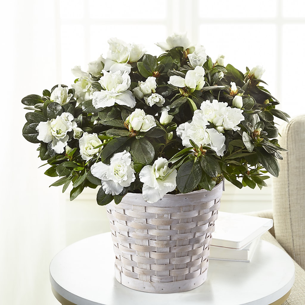 White Azalea Plant – Jazmin Flowers, Chicago IL