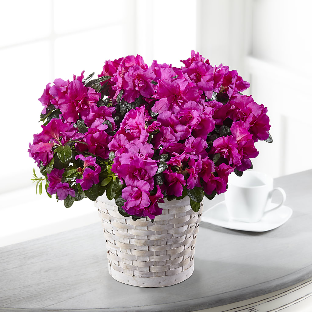 Hope & Serenity Azalea Plant – Jazmin Flowers, Chicago IL