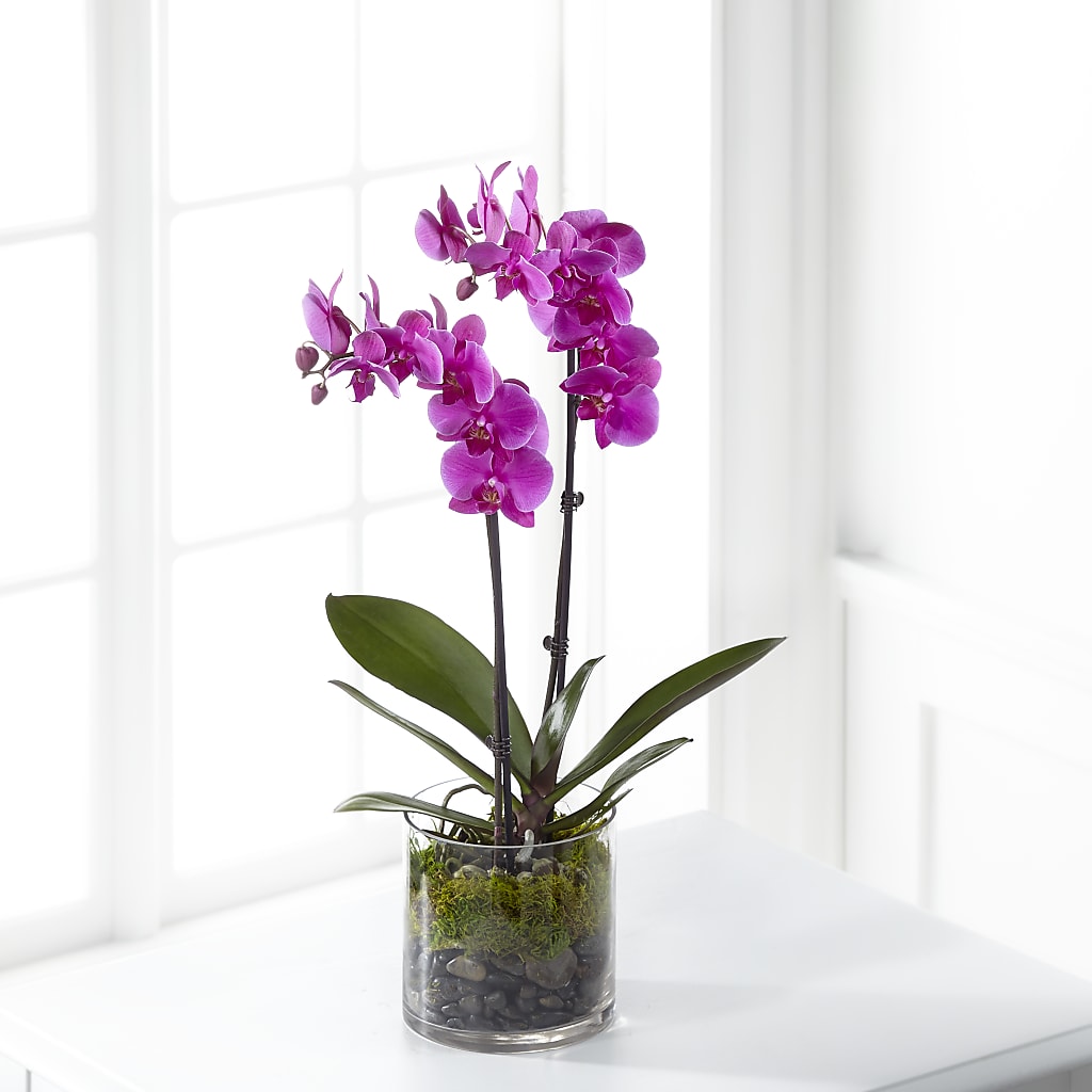 Pink Orchid Plant – Jazmin Flowers, Chicago IL