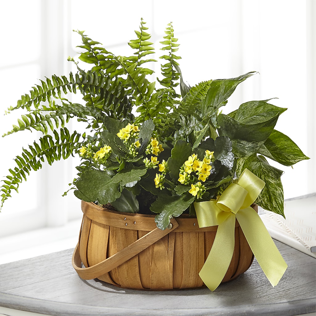 Always Dear Dishgarden – Jazmin Flowers, Chicago IL