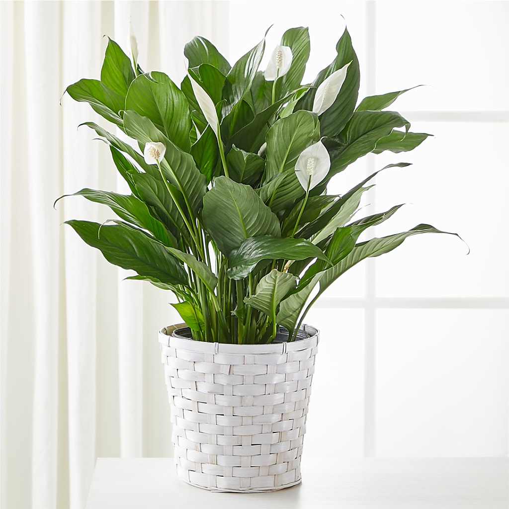 A New Leaf Peace Lily – Jazmin Flowers, Chicago IL