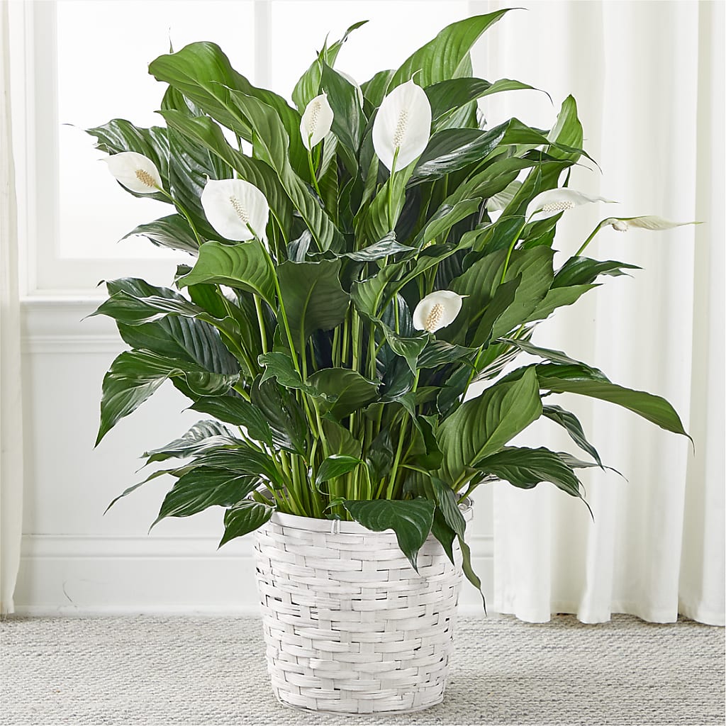 A New Leaf Peace Lily – Jazmin Flowers, Chicago IL