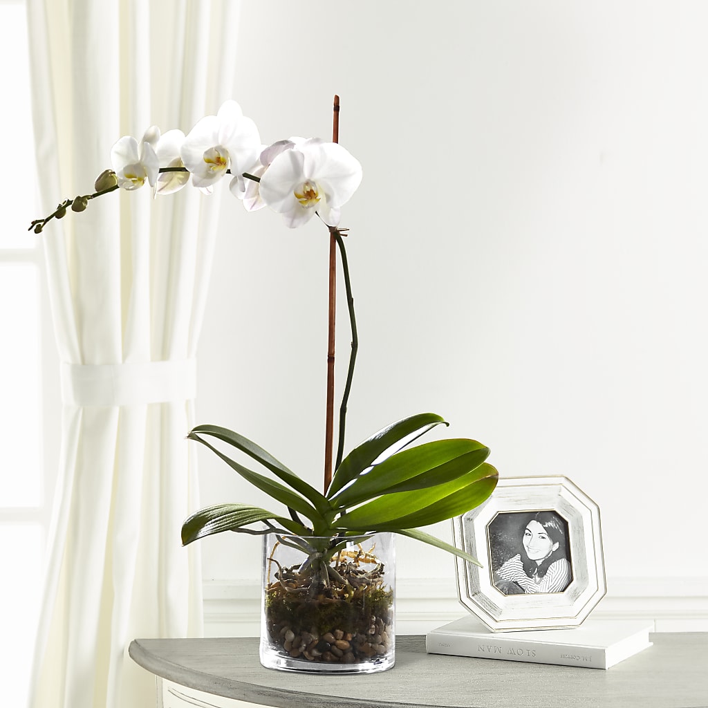 White Orchid Planter – Jazmin Flowers, Chicago IL