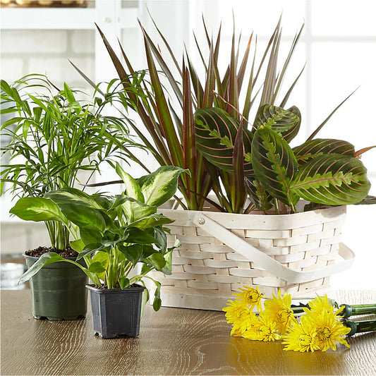 Florist Designed Blooming and Green Plants in a Basket –  Jazmin Flowers, Chicago IL