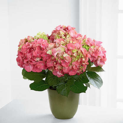 Pink Hydrangea Planter –  Jazmin Flowers, Chicago IL