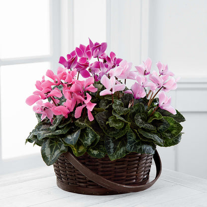 Mixed Cyclamen Planter –  Jazmin Flowers, Chicago IL