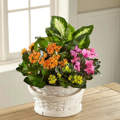 Color Crush Dishgarden –  Jazmin Flowers, Chicago IL