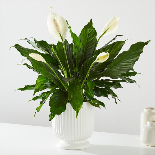 Comfort Planter –  Jazmin Flowers, Chicago IL