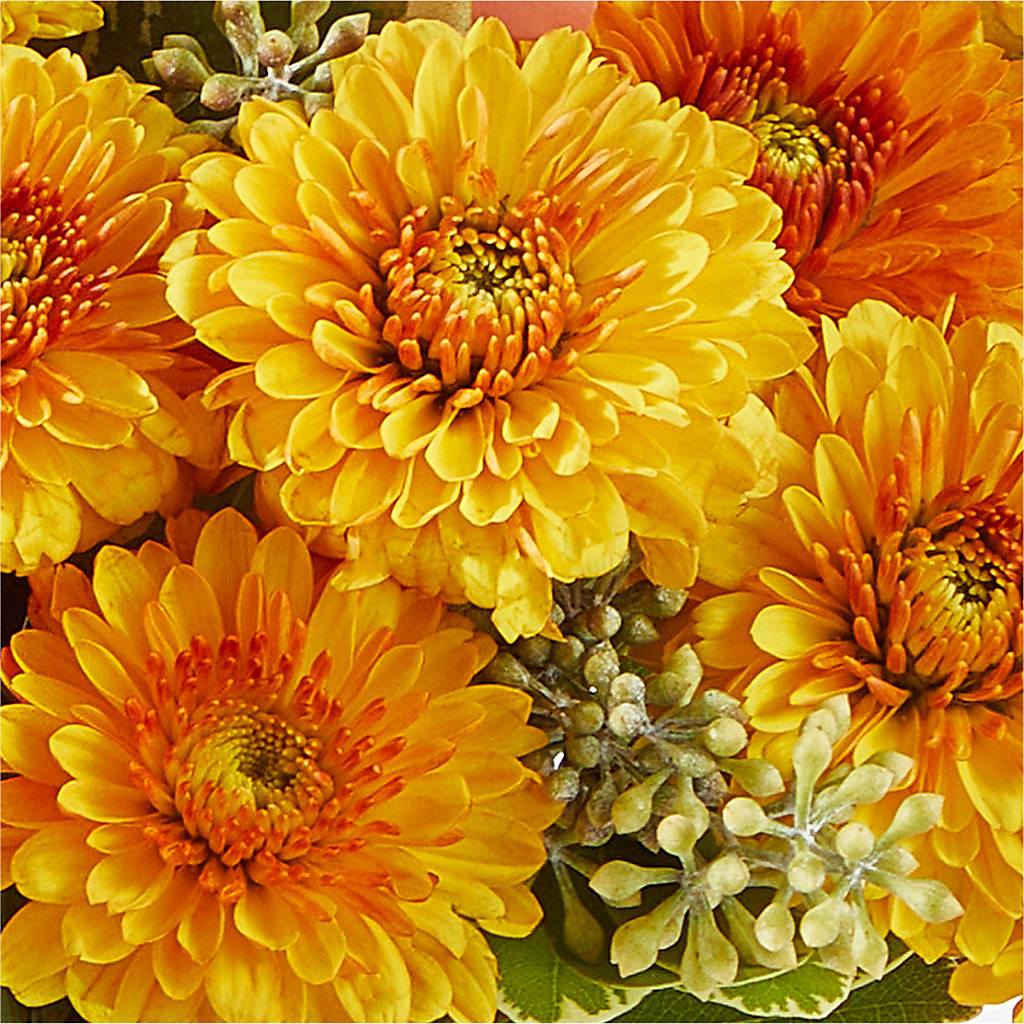 Peachy Pumpkin –  Jazmin Flowers, Chicago IL