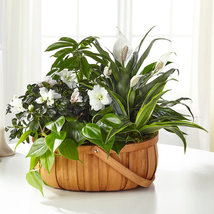 Serene Dishgarden –  Jazmin Flowers, Chicago IL