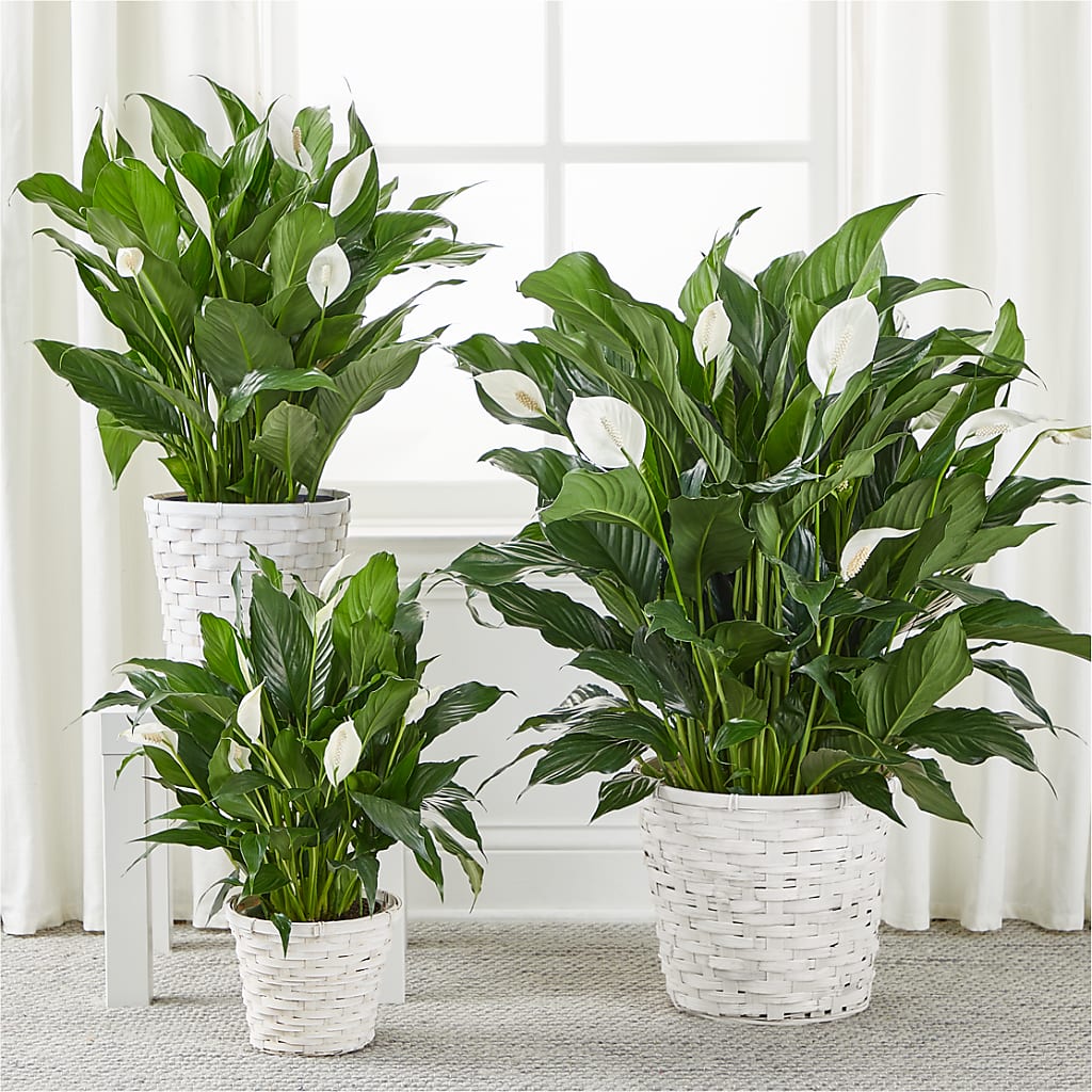 A New Leaf Peace Lily –  Jazmin Flowers, Chicago IL
