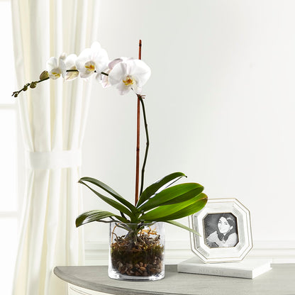 White Orchid Planter –  Jazmin Flowers, Chicago IL